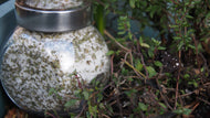 Finishing Salt, Wild Garlic